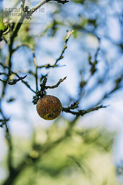 Rotten apple hanging on branch