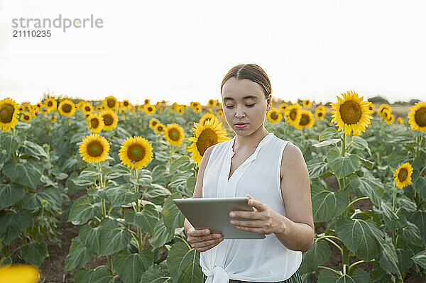 Farmer using tablet PC in sunflower field