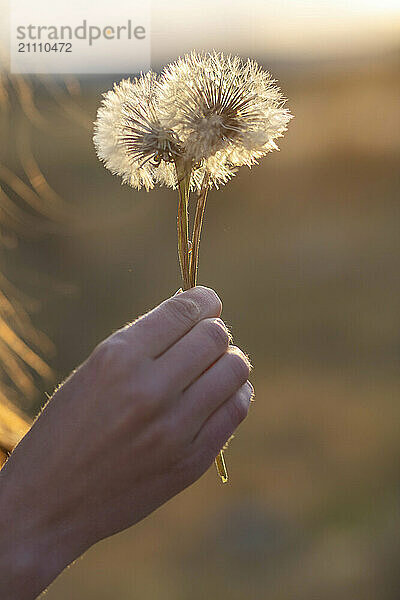 Hand of woman holding dandelion flowers