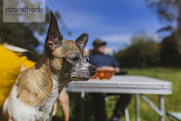 Chihuahua dog at sunny day