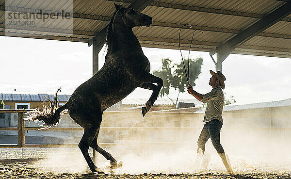 Man with horse during dressage work