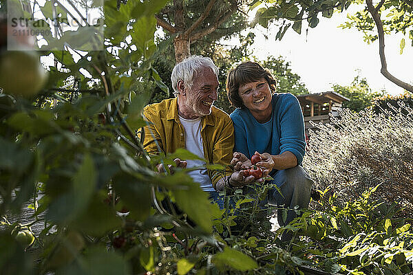 Happy senior couple holding tomatoes in vegetable garden