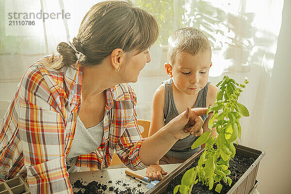 Son and mother with basil plant in crate at home