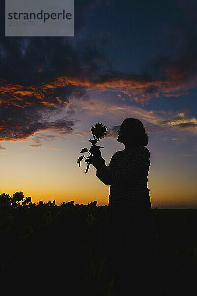 Silhouette of woman holding sunflower at sunset