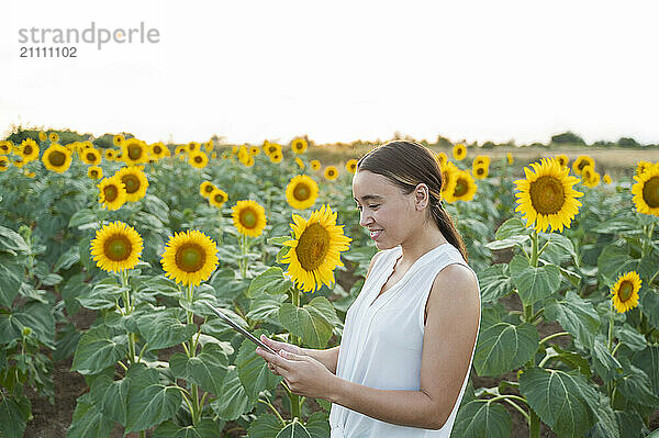 Engineer using tablet PC in sunflower field