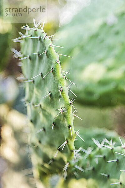 Green cactus with sharp thorns