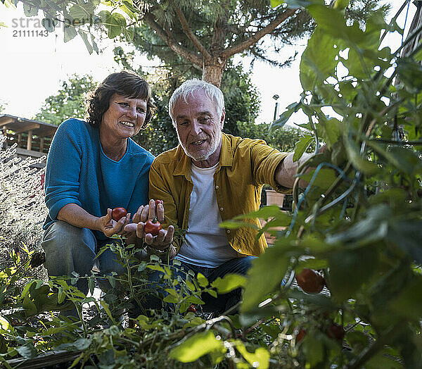 Senior couple picking tomatoes in vegetable garden