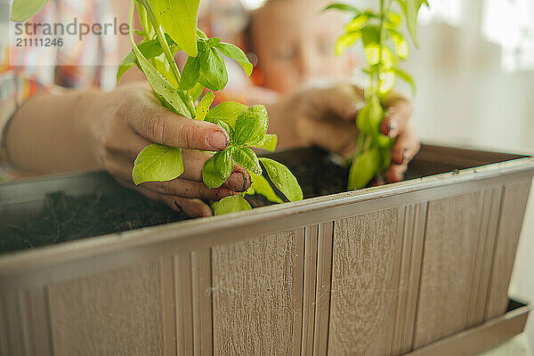 Hands of woman planting basil on crate