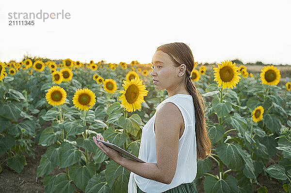 Agronomist with tablet PC standing and analyzing sunflower field