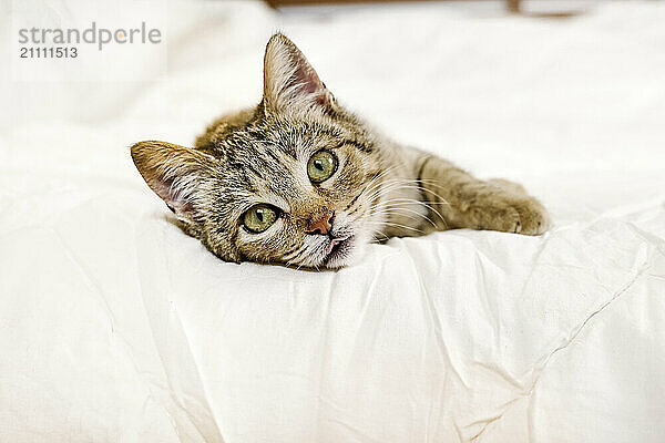 Tabby kitten lying on bed