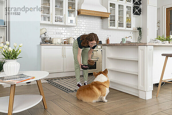 Woman giving food to Welsh Corgi dog in kitchen