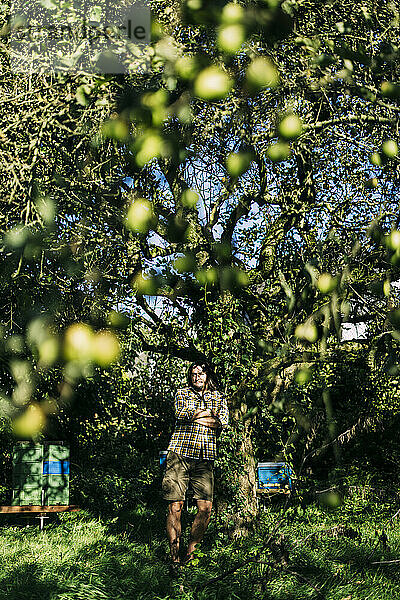 Farmer standing near apple tree at sunny day