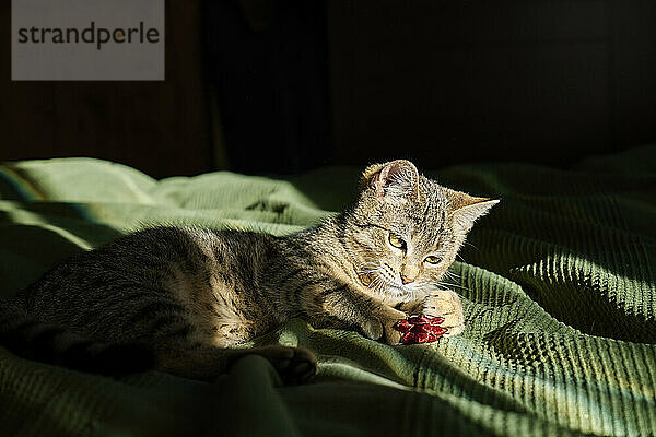 Tabby kitten playing on bed