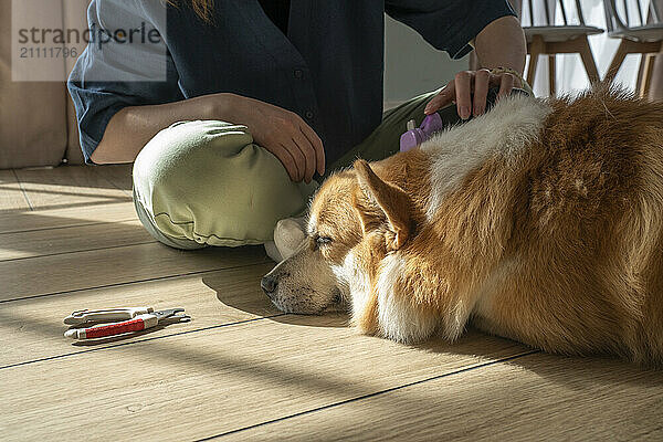 Woman cutting pet dog's hair with razor at home