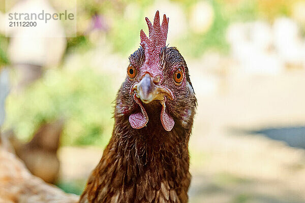 Hen at organic poultry farm