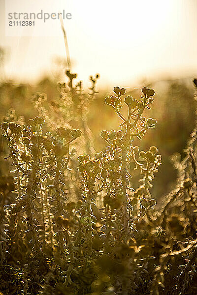 Wild flowers at sunset in Italy