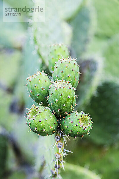 Green pear fruits with prickly thorns on plant