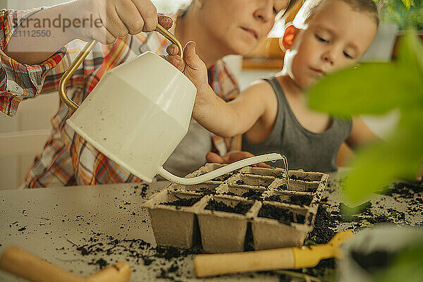 Mother and son watering soil in seedling tray on table