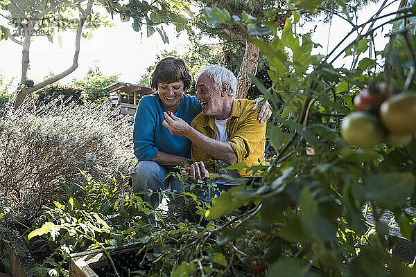 Happy senior man feeding tomato to woman in vegetable garden