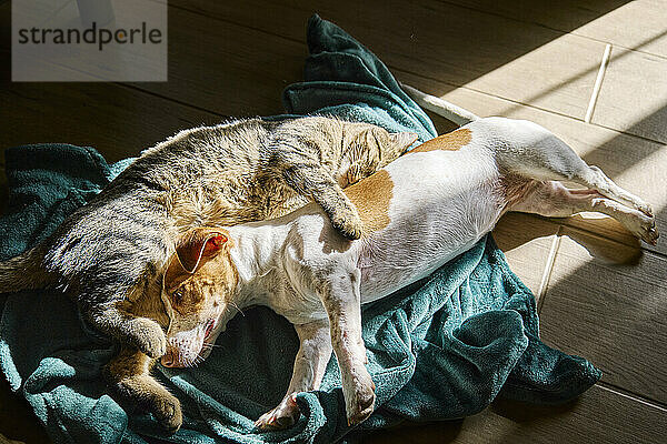 Dog and cat lying together on mat