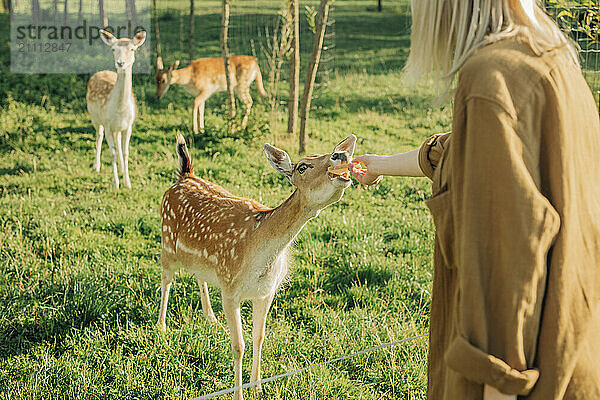 Woman feeding deer in farm