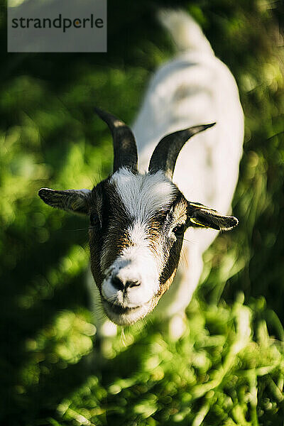 Goat standing on grass at sunny day