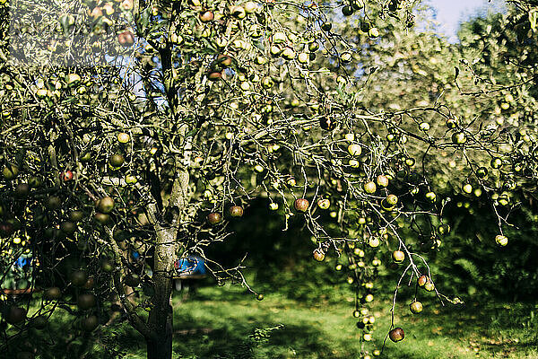 Apple tree at orchard on sunny day