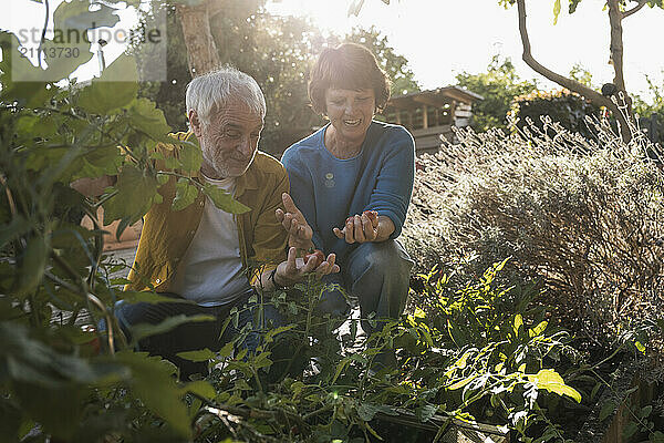 Senior couple holding tomatoes in vegetable garden