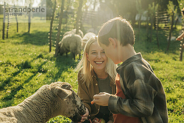 Happy mother and son spending leisure time with sheep in farm