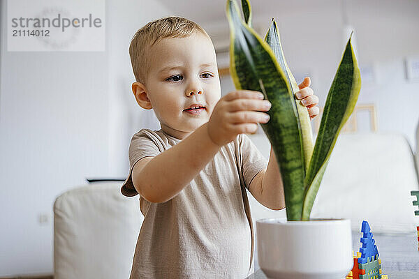 Boy taking care of houseplant at home