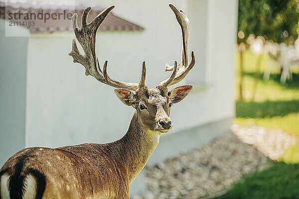 Stag standing near house at farm