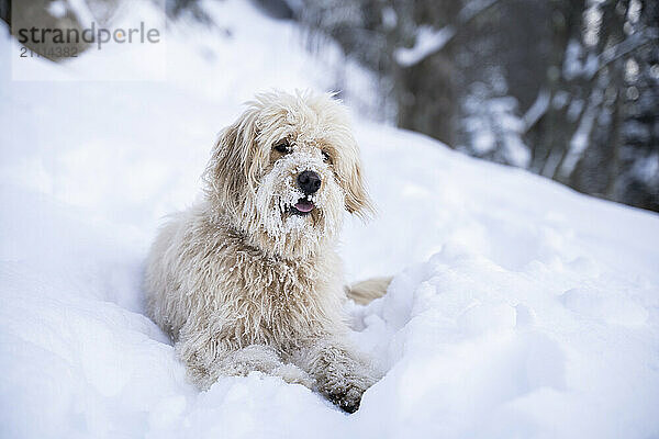 Labradoodle dog sitting on snow near forest at winter