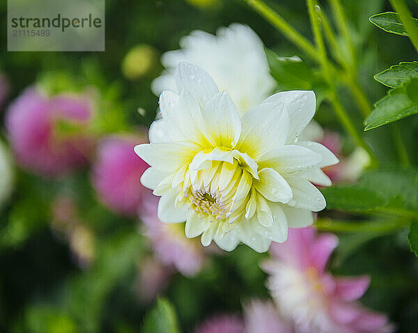 Pristine white dahlia flower with yellow center in full bloom  surrounded by green foliage and soft-focus pink flowers in the background.