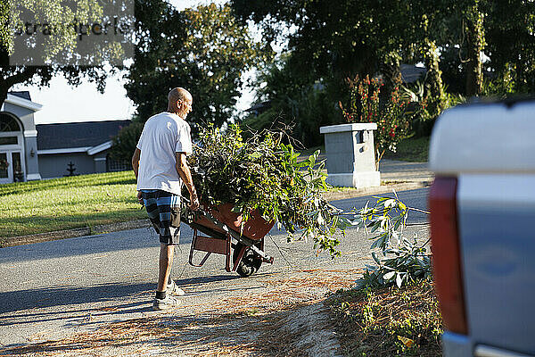 A person hauls a wheelbarrow filled with garden trimmings along a suburban street on a sunny day  Florida  USA