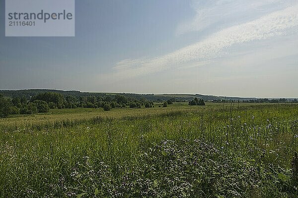 Russische heißen Sommer weites Feld schöne Landschaft Schuss mit feinen blauen Himmel und Wolken