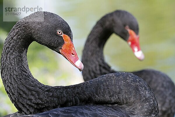 Zwei schwarze Schwäne (lat. Cygnus atratus)