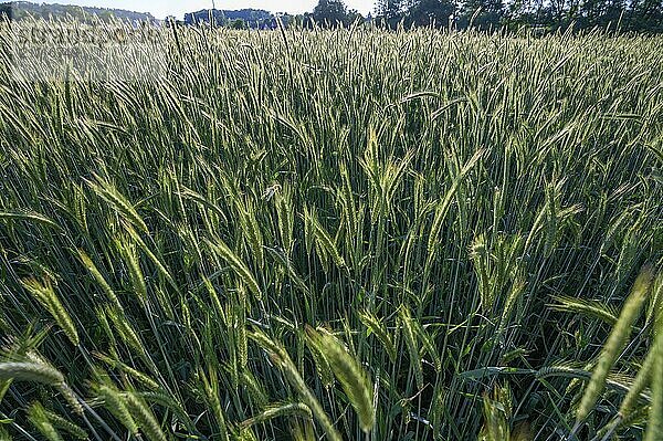 Gerstenfeld (Hordeum vulgare) im Gegenlicht  Bayern  Deutschland  Europa