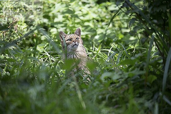 Wildkatze beobachtet Bewegungen in einem Baum