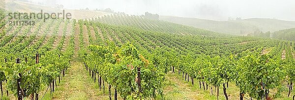 Schöner Weinberg Landschaft Banner