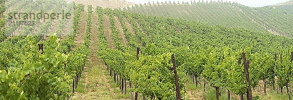 Schöner Weinberg Landschaft Banner