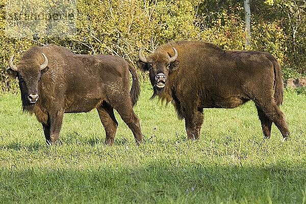 Wisent  Wisente  Gruppe  (Bison bosanus)  zwei Tiere