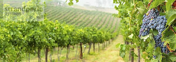 Schöner Weinberg Landschaft Banner