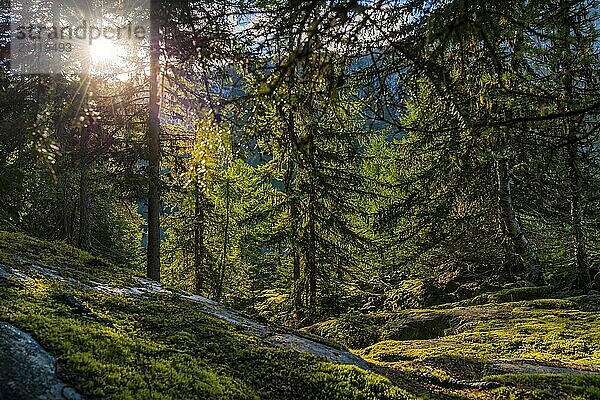 Wanderweg im Arvenwald  Arven (Pinus cembra)  Lichtstimmung  Gegenlicht  Sonne  Tourismus  Natur  Naturlandschaft  Aletsch-Gebiet  Wallis  Schweiz  Europa