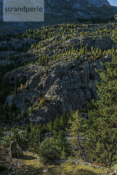 Wanderweg am Grünsee  Arven (Pinus cembra)  Lichtstimmung  Gegenlicht  Sonne  Tourismus  Massaschlucht im Aletsch-Gebiet  Wallis  Schweiz  Europa