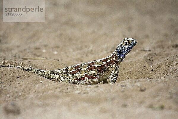 Stachelagame  (Agama aculeata)  Weibchen  . Färbung zur Zeit der Eiablage  Kalahari Gemsbock NP  Südafrika