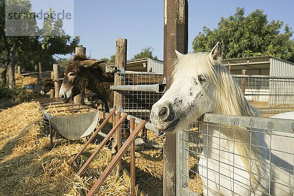 Esel und Pony fressen Heu auf einem Bauernhof auf Zypern