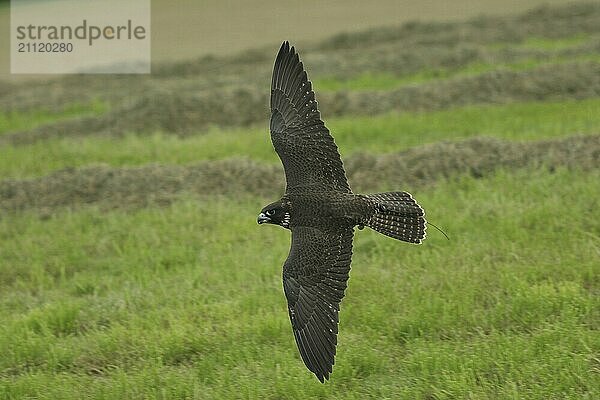 Gerfalke-Wanderfalke (Falco rusticolus  Falco peregrinus) junger Hybrid Beizvogel im Ausbildungsflug  Allgäu  Bayern  Deutschland  Allgäu  Bayern  Deutschland  Europa