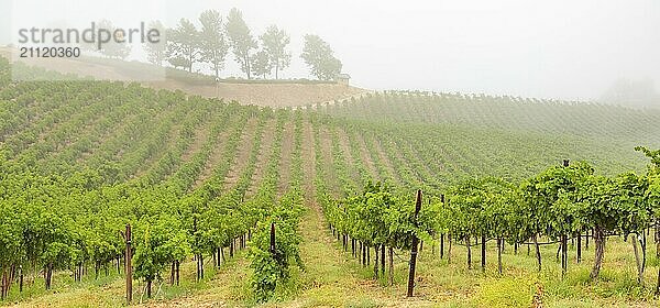 Schöner Weinberg Landschaft Banner