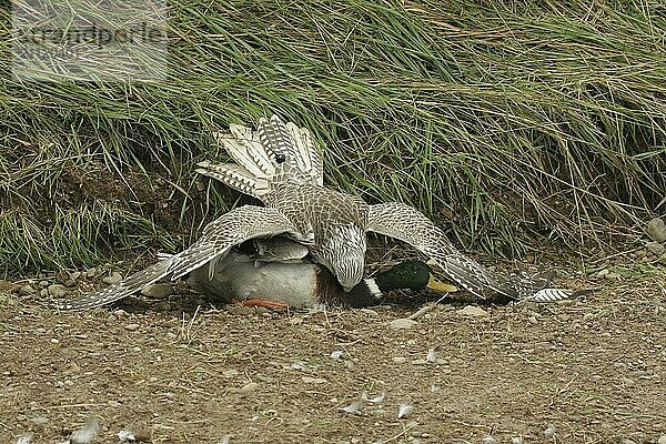 Gerfalke-Sakerfalke (Falco rusticolus  Falco cherrug) junger Hybrid Beizvogel mit geschlagenem Stockenten Erpel (Anas platyrhynchos) Allgäu  Bayern  Deutschland  Allgäu  Bayern  Deutschland  Europa