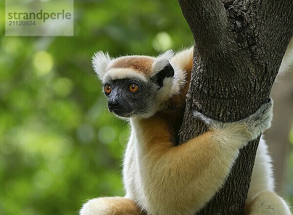 Goldkronensifaka (propithecus tatersalli) in den Trockenwäldern Nord Madagaskars